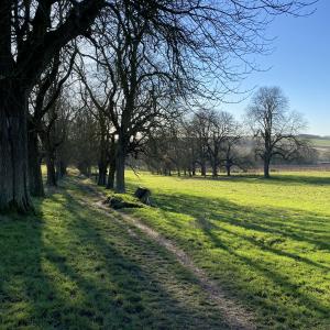 The Avenue